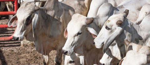 ¿Por qué estudiar agronegocios?