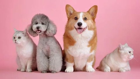 Perros y gatos